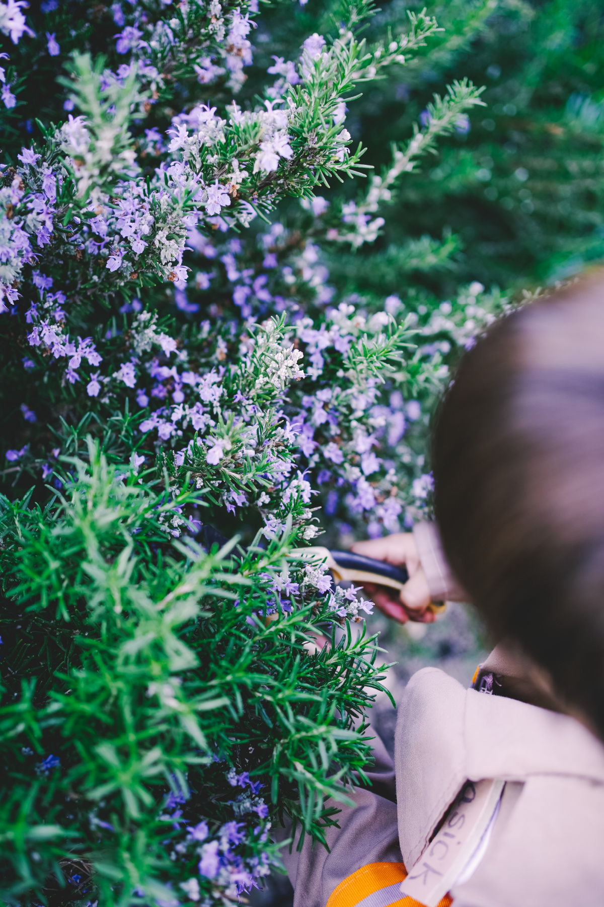 boy foraging flowers