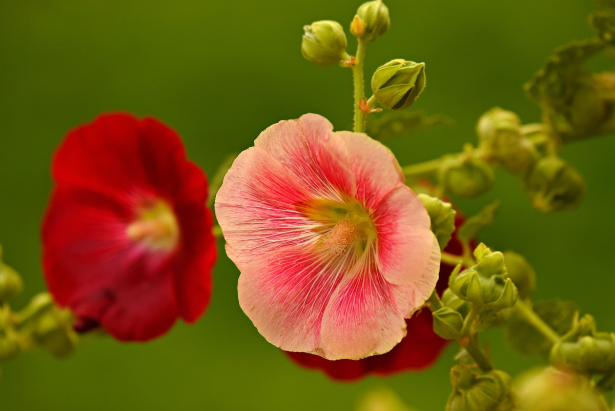 red hollyhock