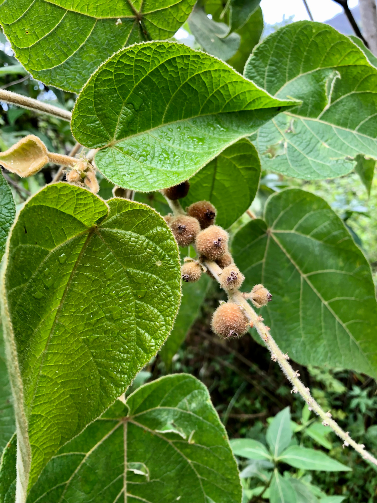 closeup of Sangre Del drago 