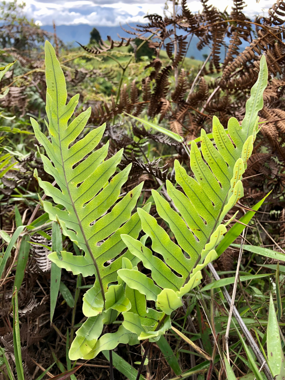 calaguala growing in the wild