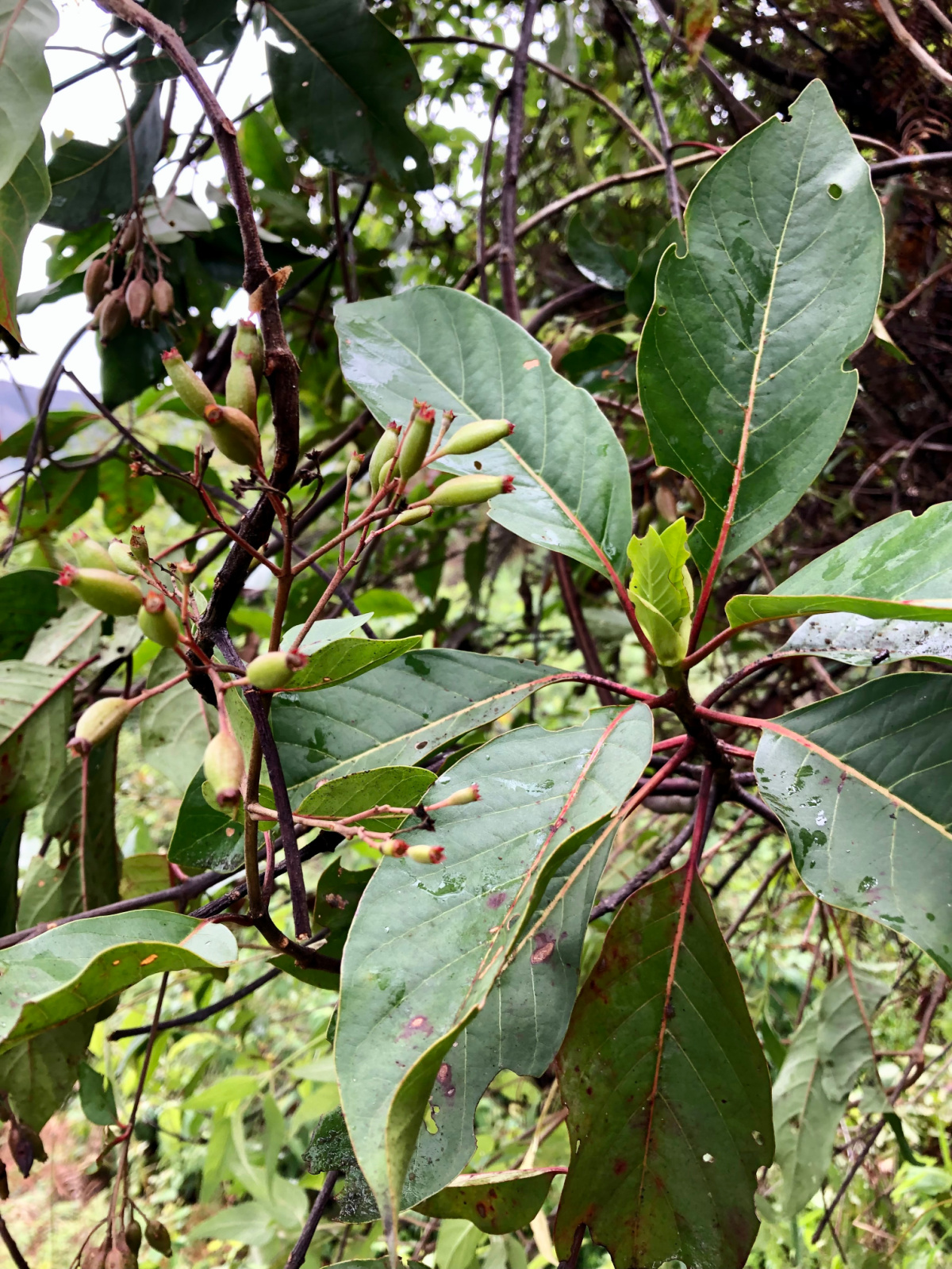 cascarilla growing outside