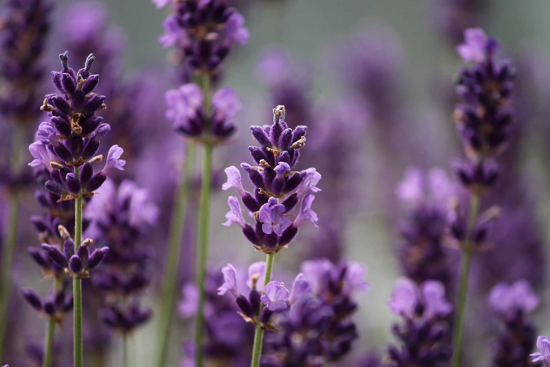 close up of lavender flowers