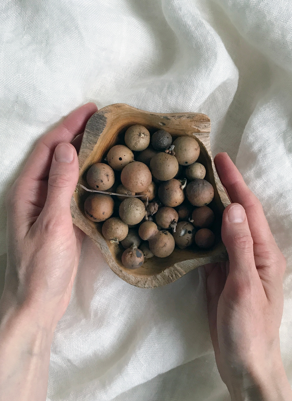 oak galls