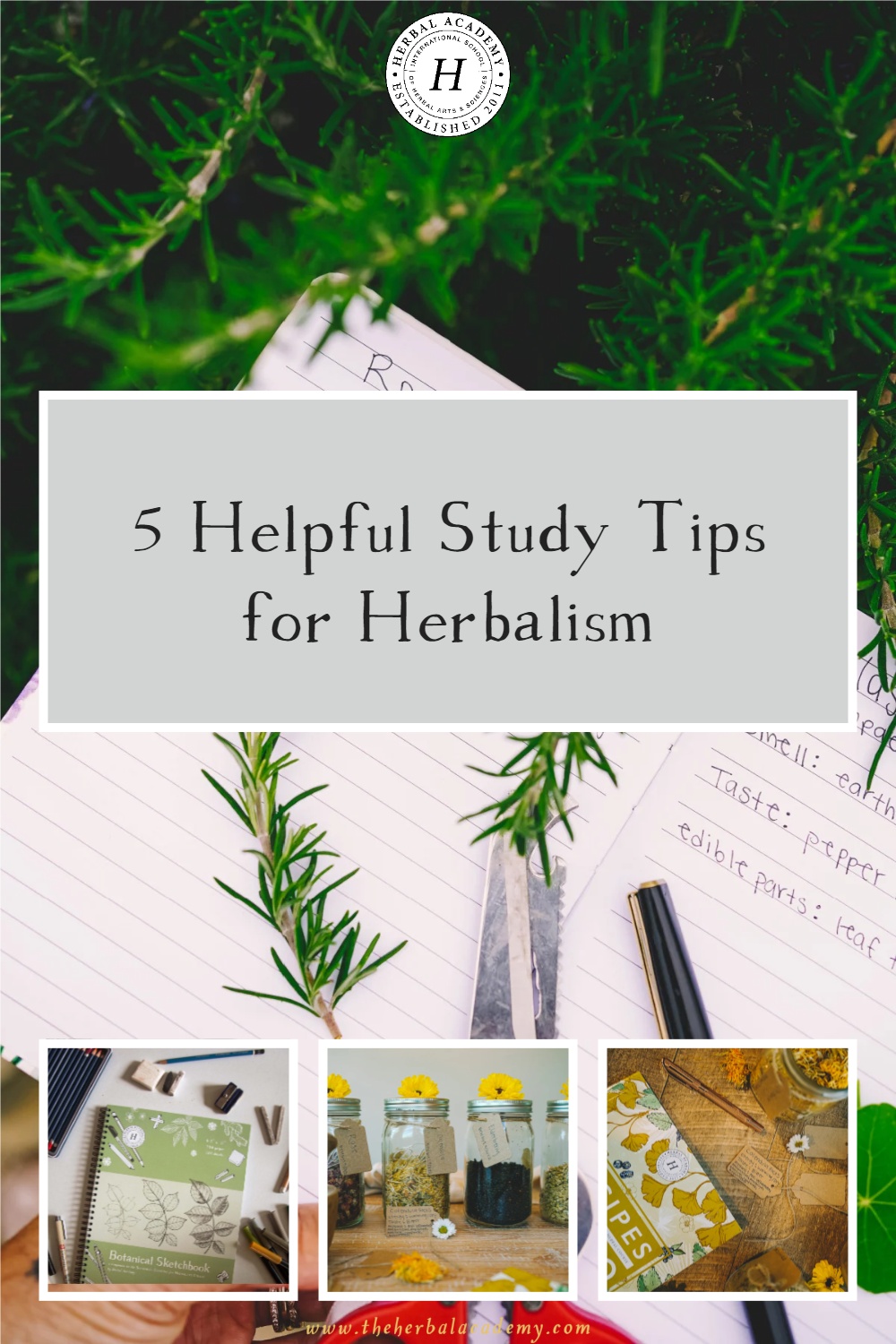 5 Helpful Study Tips for Herbalism | Herbal Academy | These five unique study tips will make your long, wonderful journey of being an herbal student that much more fulfilling.