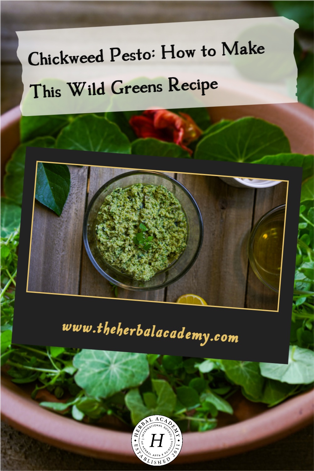 Chickweed Pesto: How to Make This Wild Greens Recipe | Herbal Academy | Chickweed is a fantastic edible green to learn how to recognize and use in herbal recipes, like chickweed pesto!