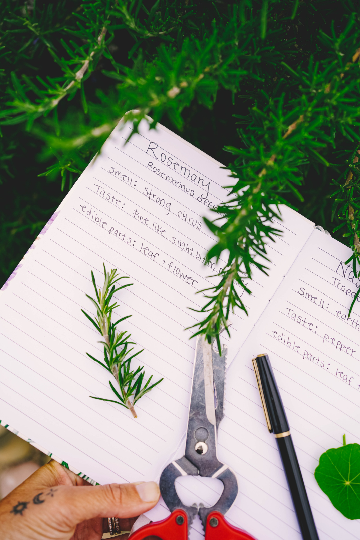 taking notes to harvest rosemary