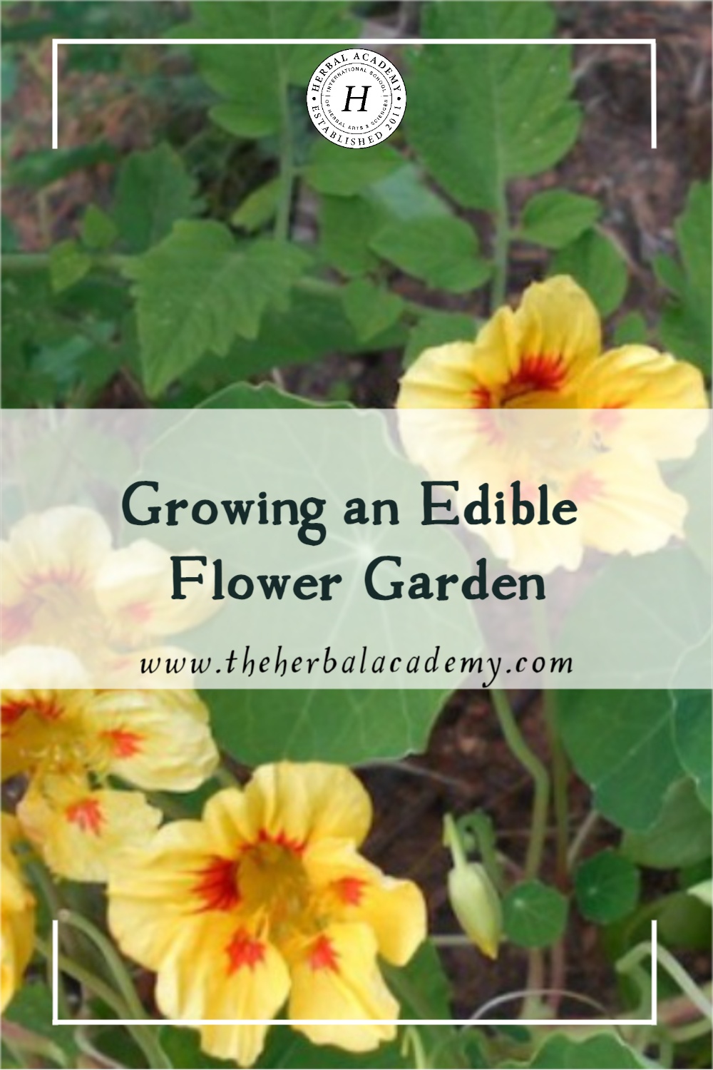 Growing an Edible Flower Garden | Herbal Academy | Growing an edible flower garden is done in pots or flower beds and you’ll discover a million and one uses for these ephemeral beauties.
