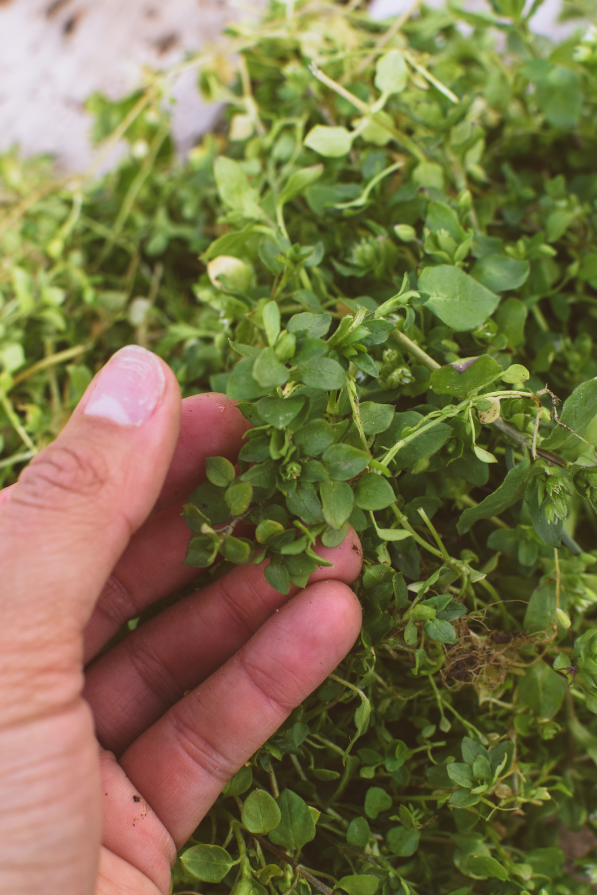 hand holding chickweed 