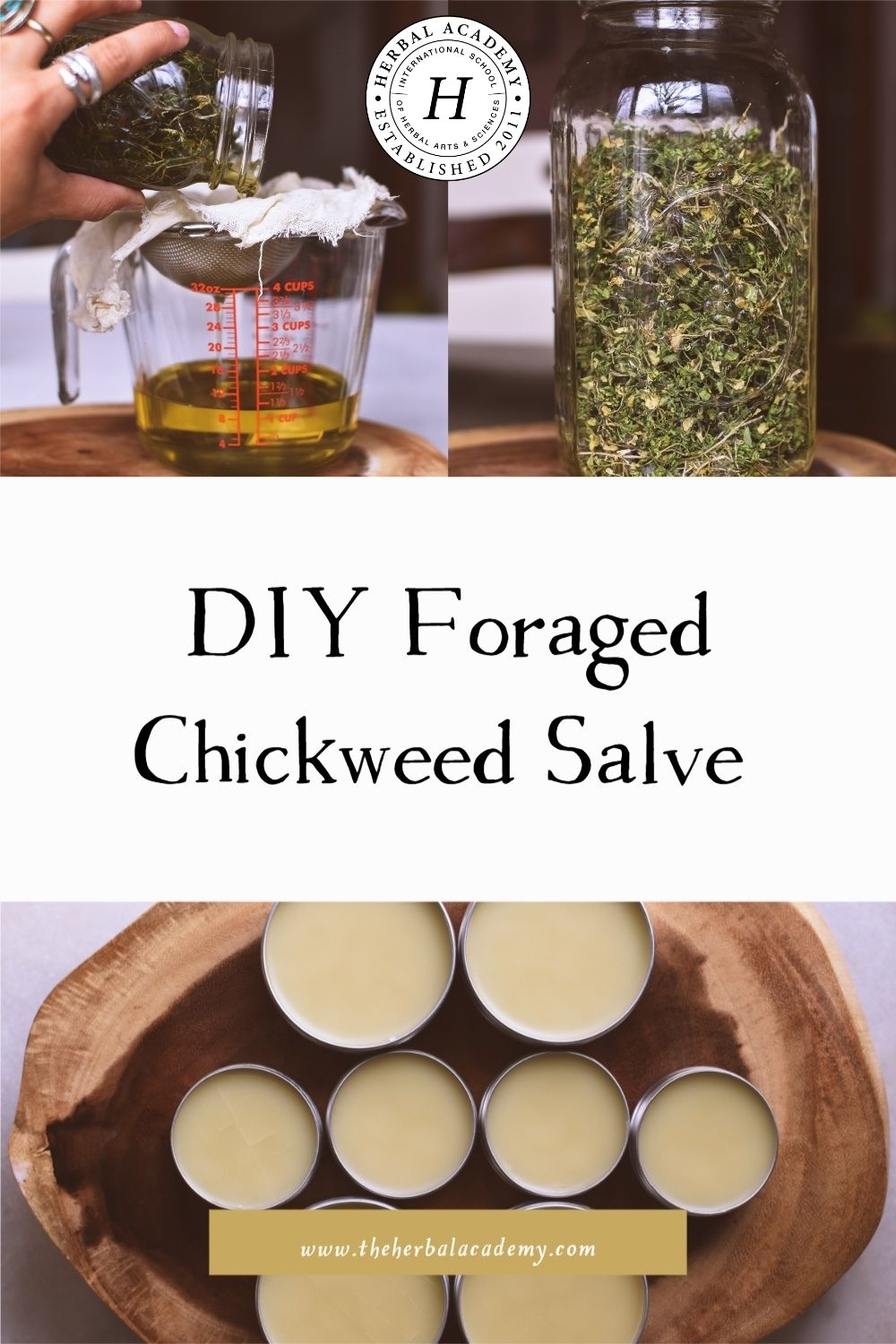 DIY Foraged Chickweed Salve | Herbal Academy | Making a DIY foraged chickweed salve is a gentle, low-cost, sustainable option for herbalists to soothe skin issues.