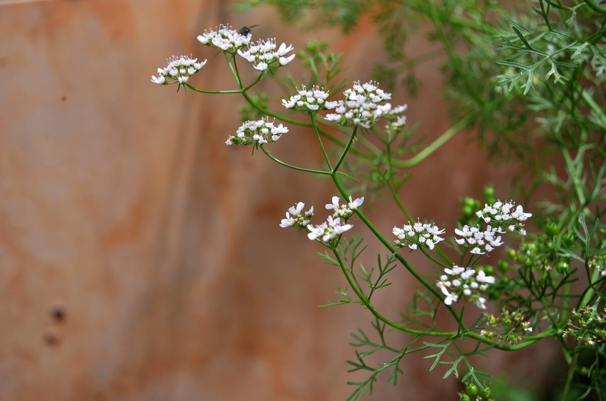 cilantro flowering