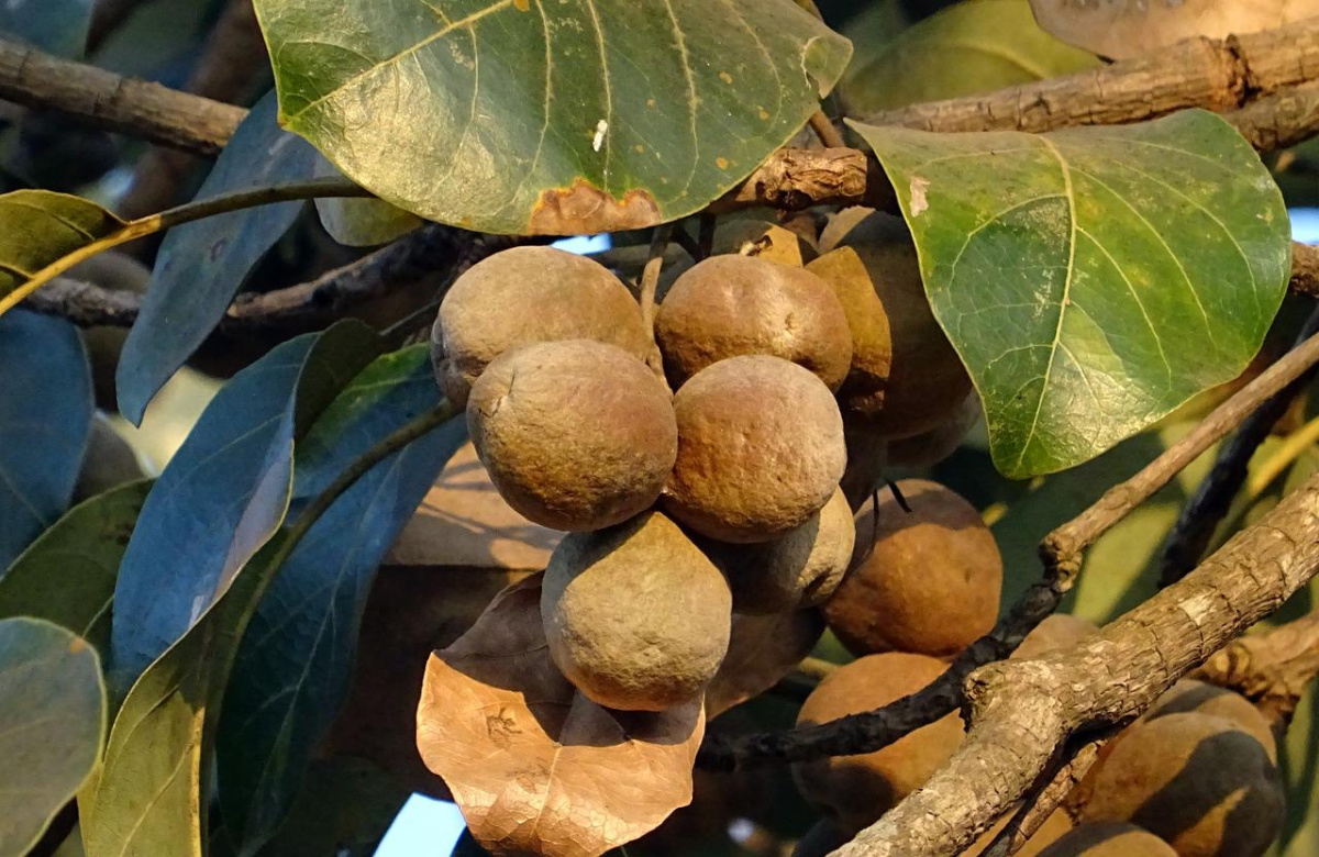 Bibhitaki (Terminalia belerica) Fruit 