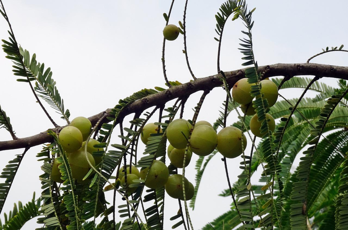 Amalaki (Emblica officinalis) Fruit 