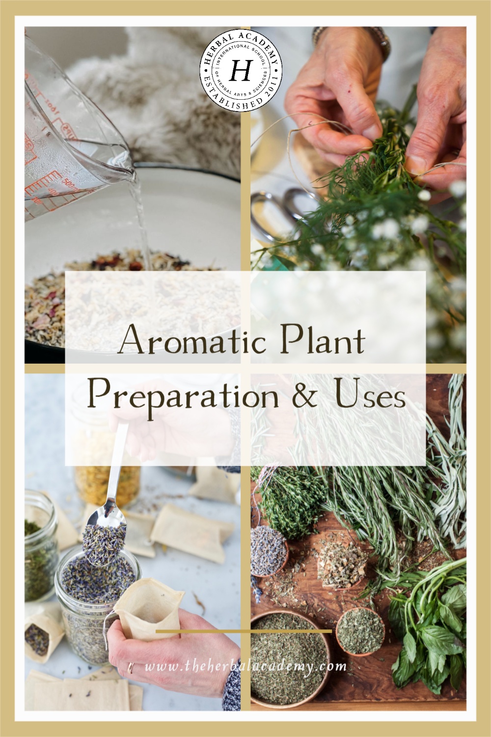 Aromatic Plant Preparation & Uses | Herbal Academy | Learn about aromatic plant preparation and uses in this excerpt taken from the book, "Botanicals with Benefits" by Kerry Hughes.
