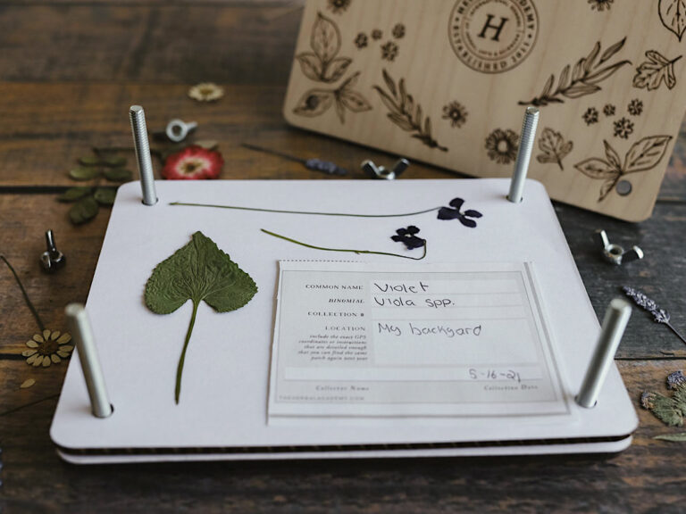 Flower Pressing for Herbalists Herbal Academy