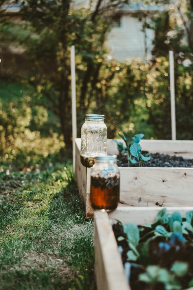 Herbal Summer School