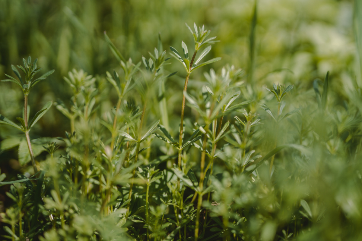 cleavers growing outside