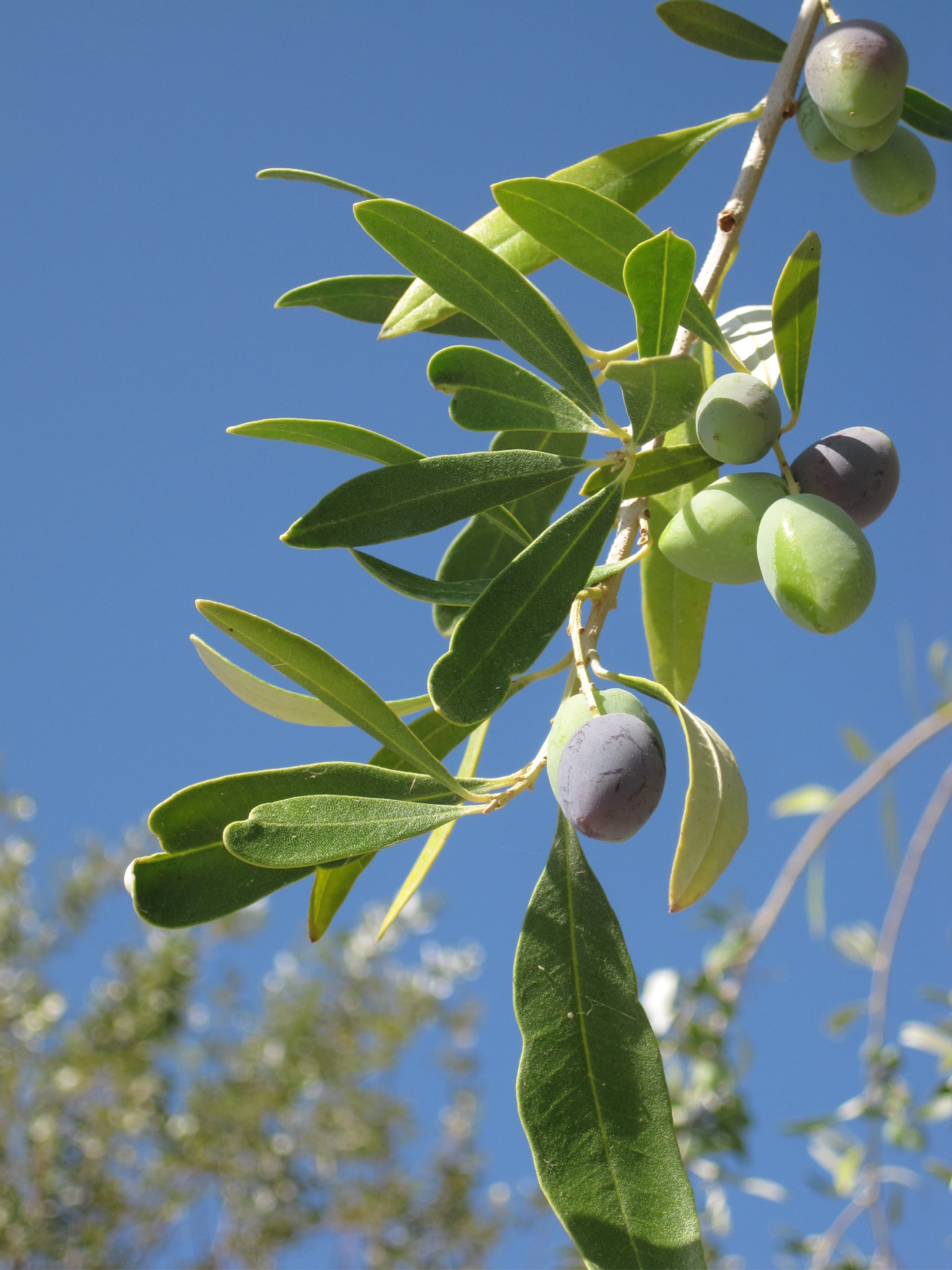 olive tree in the wild