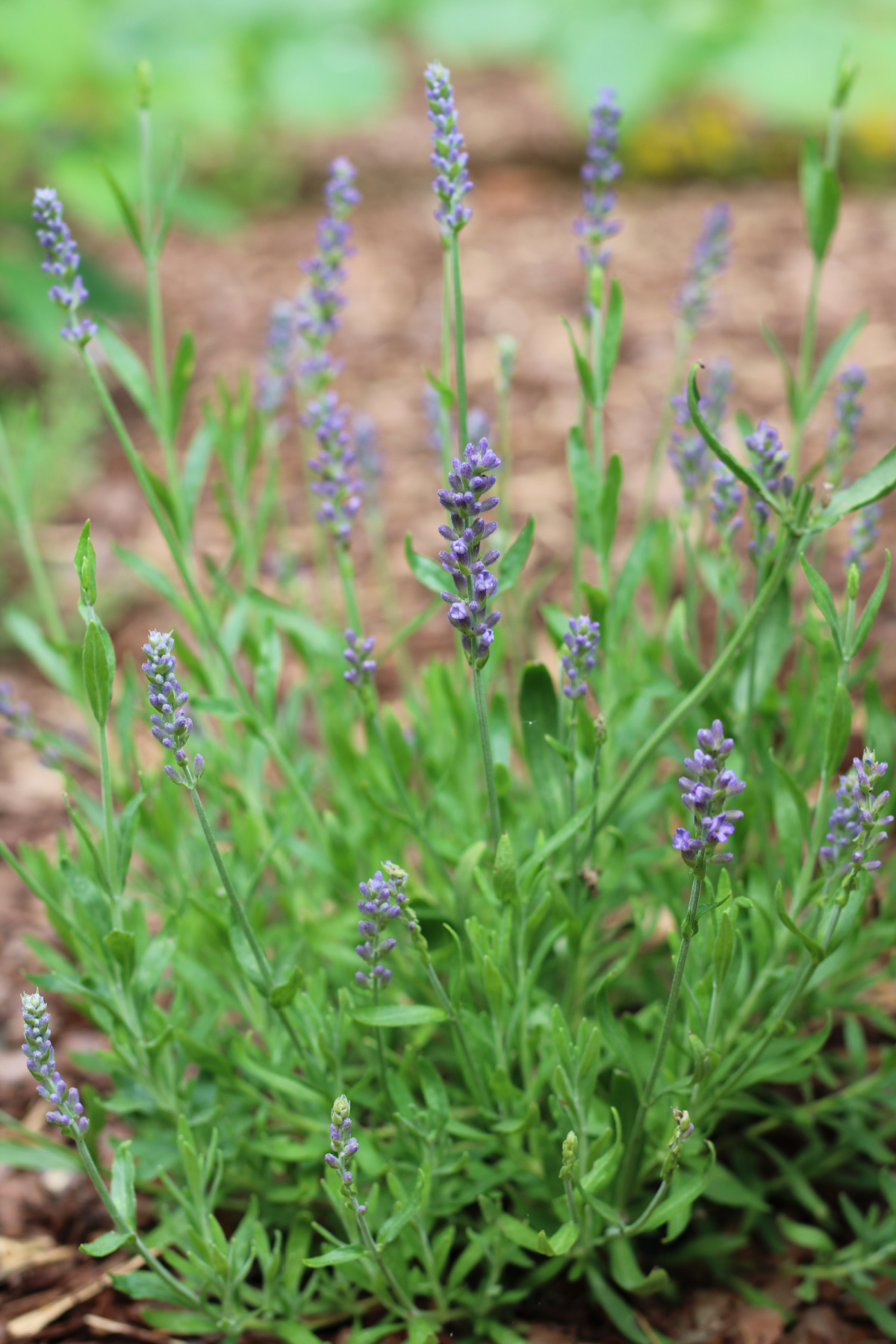 herbs growing outside