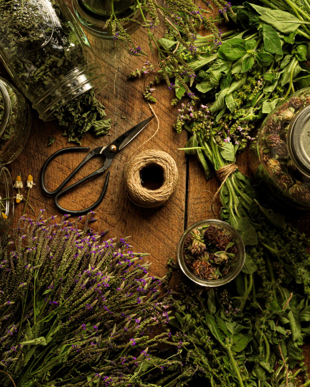 drying and bundling herbs