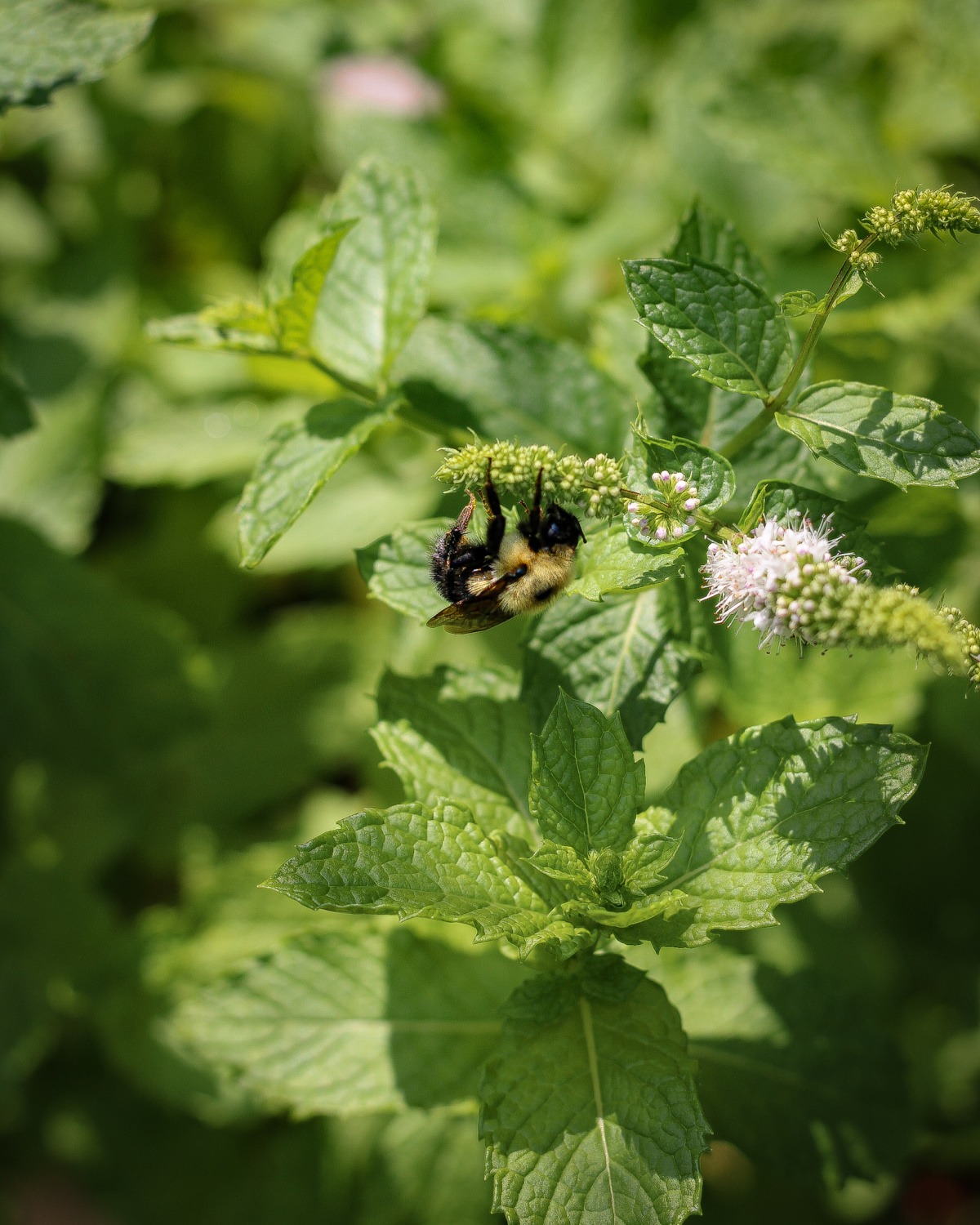 bumblebee on herb