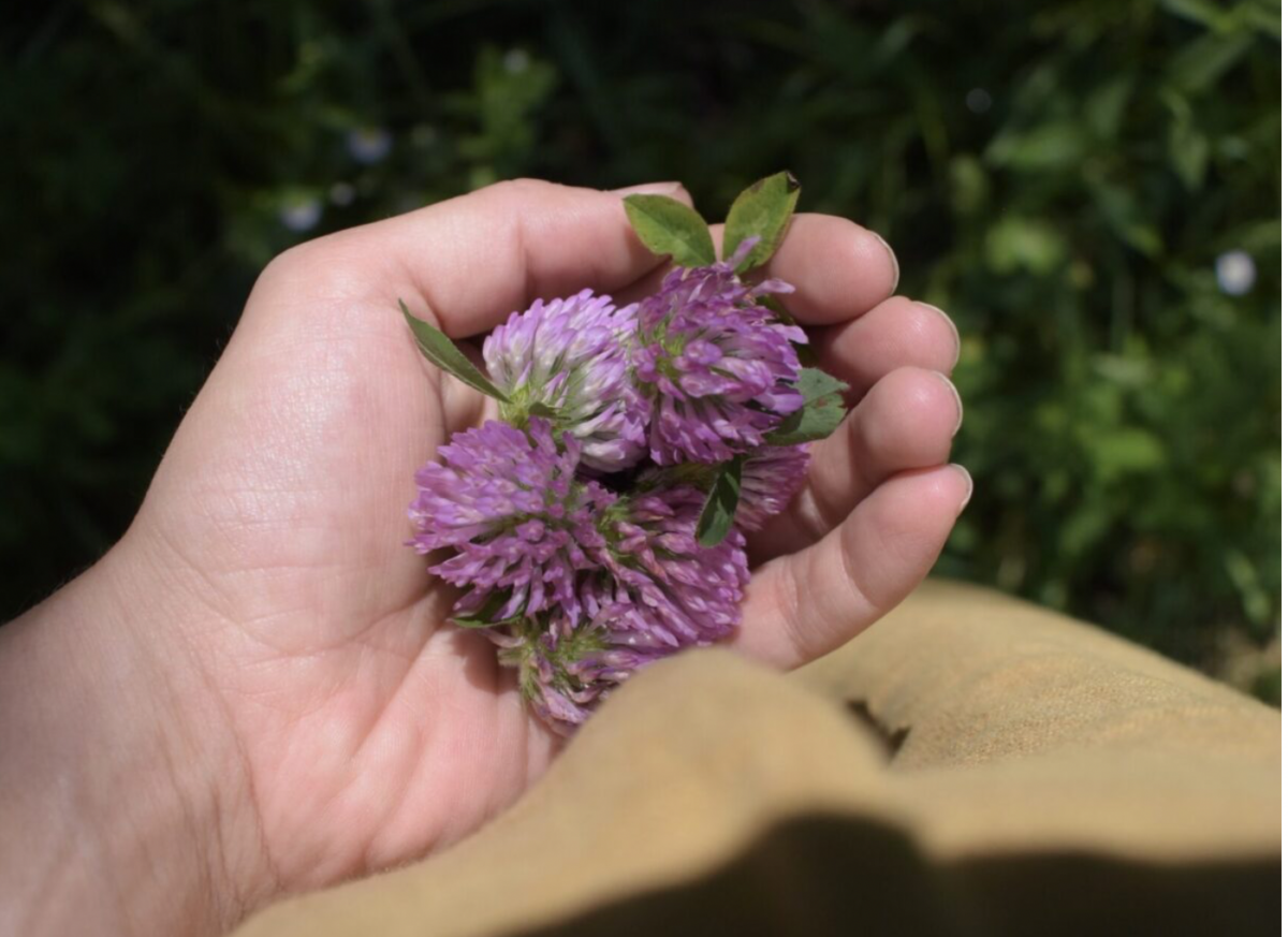 handful of red clover