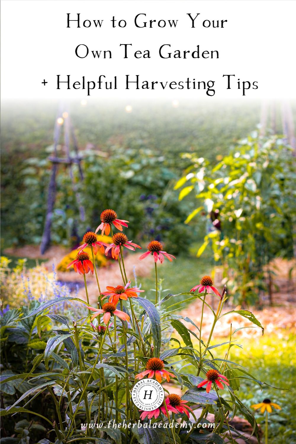 How to Grow Your Own Tea Garden + Helpful Harvesting Tips | Herbal Academy | Whether you’re buying tea or growing your own tea garden, making tea is a time of thoughtfulness where you are actively nourishing your body.