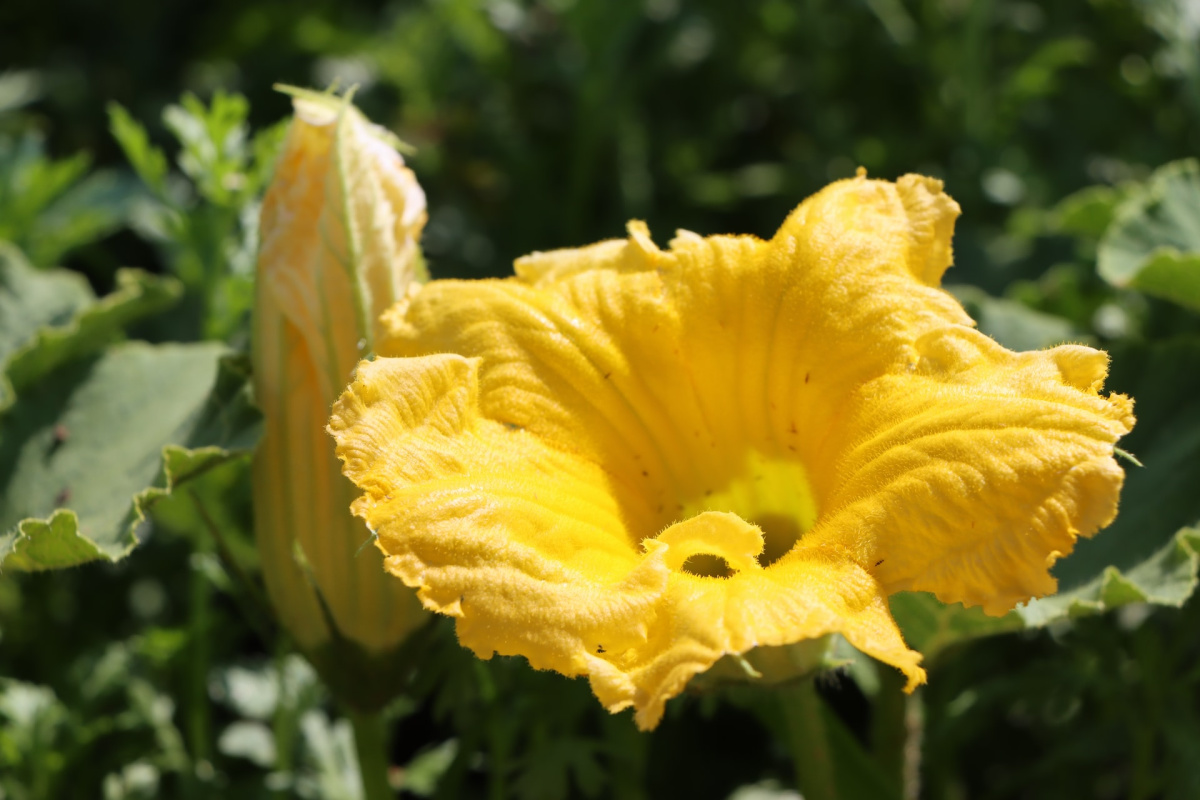 zucchini flowers