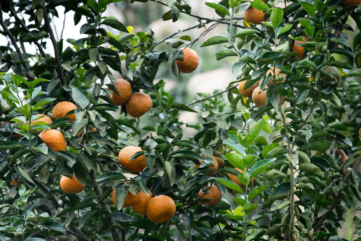 orange trees growing outside