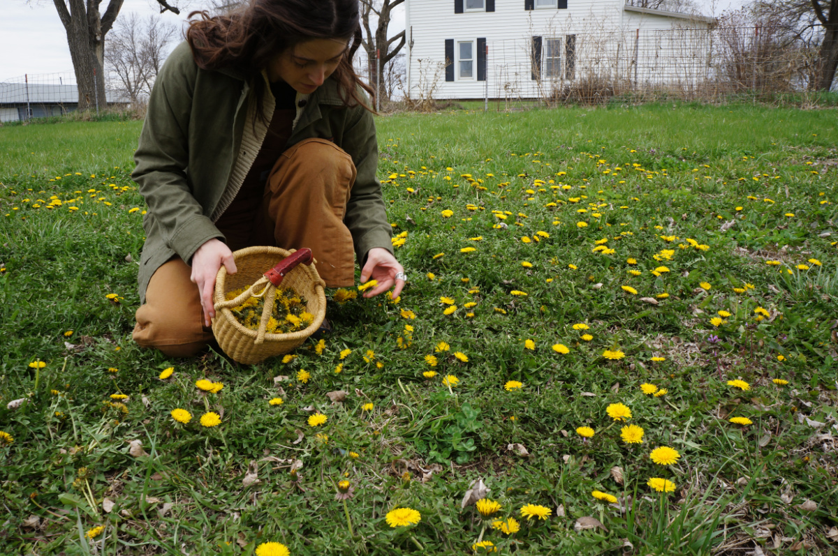woman picking dandelion flowers
