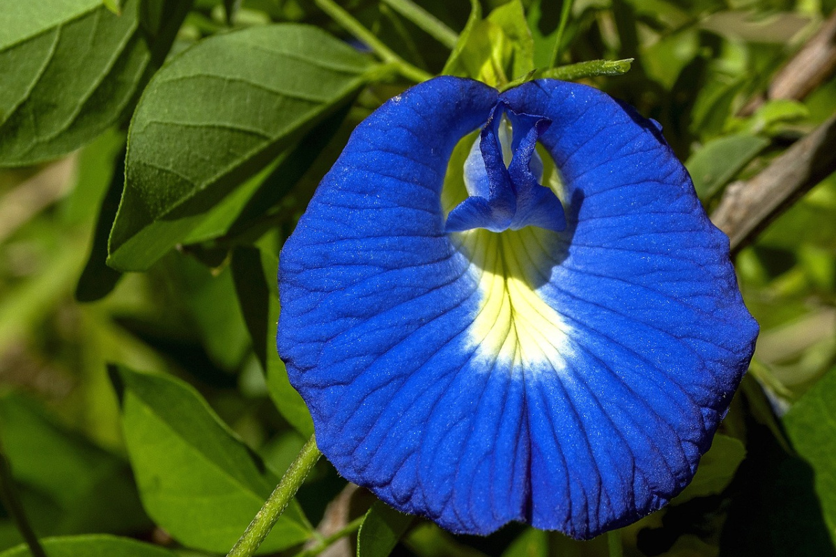 butterfly pea flower