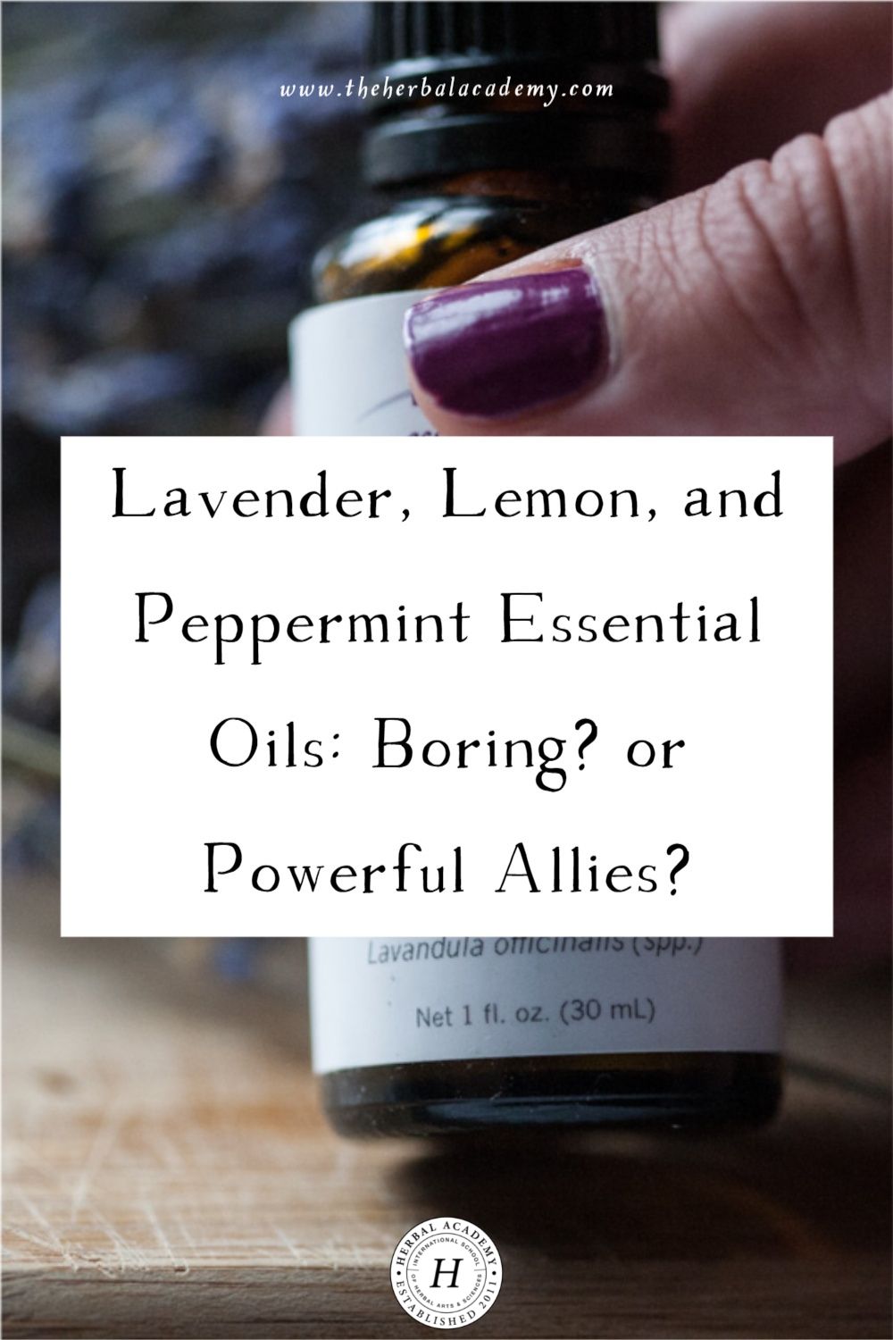 Lavender, Lemon, and Peppermint Essential Oils: Boring? Or Powerful Allies? | Herbal Academy | If you have lavender, lemon, and peppermint essential oils, you can use them alone to address daily concerns with your family and friends.