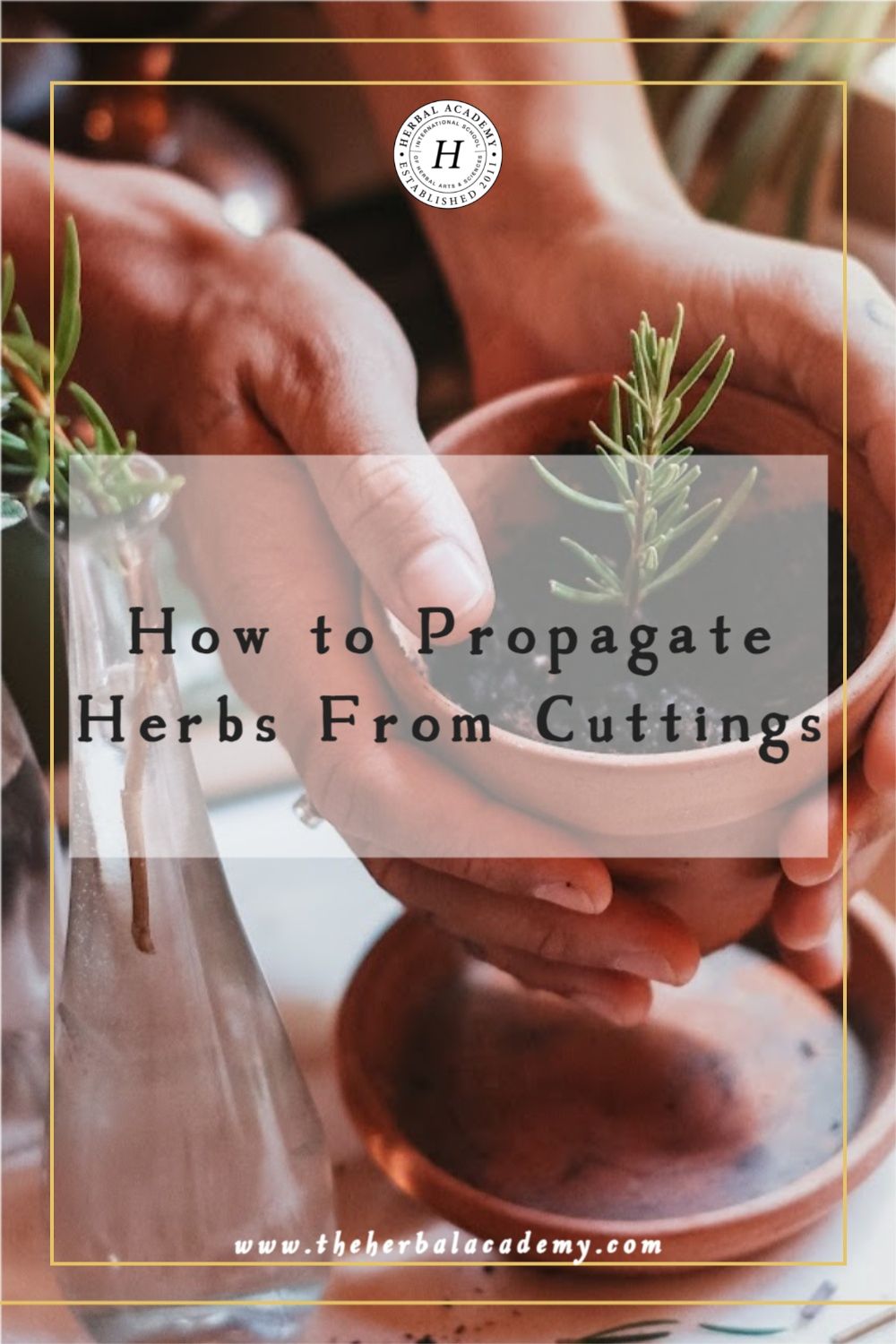 How to Propagate Herbs From Cuttings | Herbal Academy | There are ways to multiply herbs using your already-established plants. Here’s how to propagate herbs using plant stems.