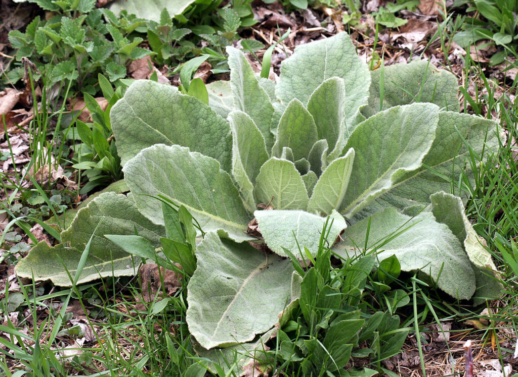 mullein in the wild