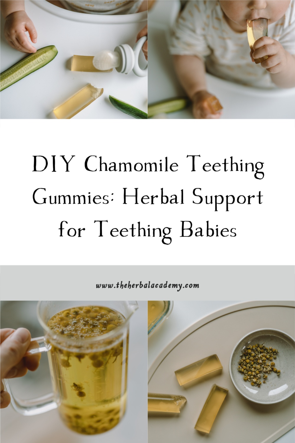 DIY Chamomile Teething Gummies: Herbal Support for Teething Babies | Herbal Academy | In this article, you will find a natural approach to soothe the discomfort of teething with these DIY Chamomile Teething Gummies!