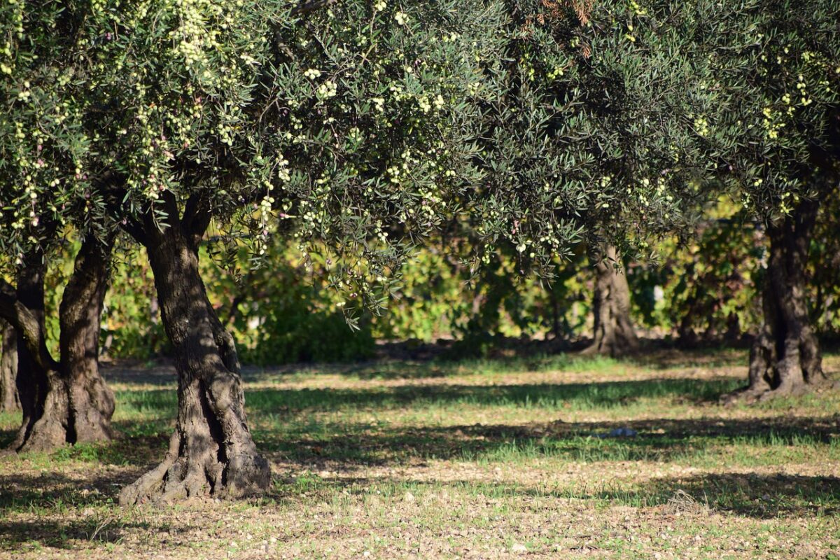 olive tree orchard
