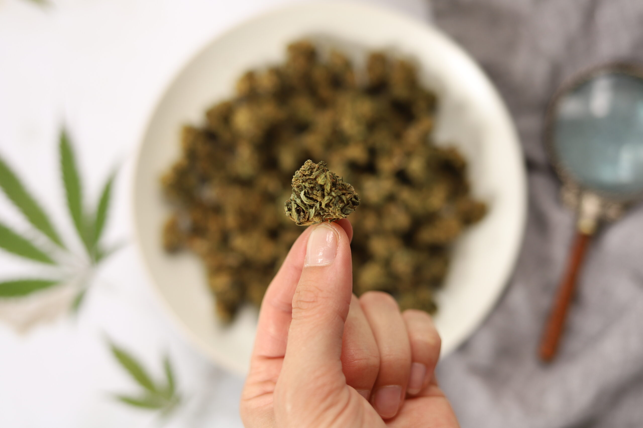 Canna+Herbs Course by Herbal Academy ––Hemp-bud