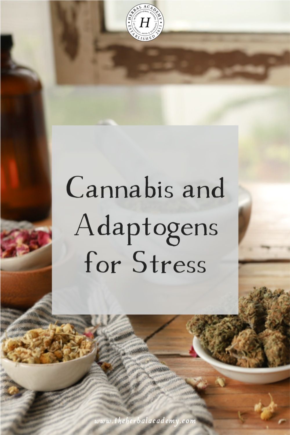 Cannabis and Adaptogens for Stress | Herbal Academy | Learn about the benefits of pairing cannabis and adaptogens for stress and how their effects are impressively synergistic when used together.