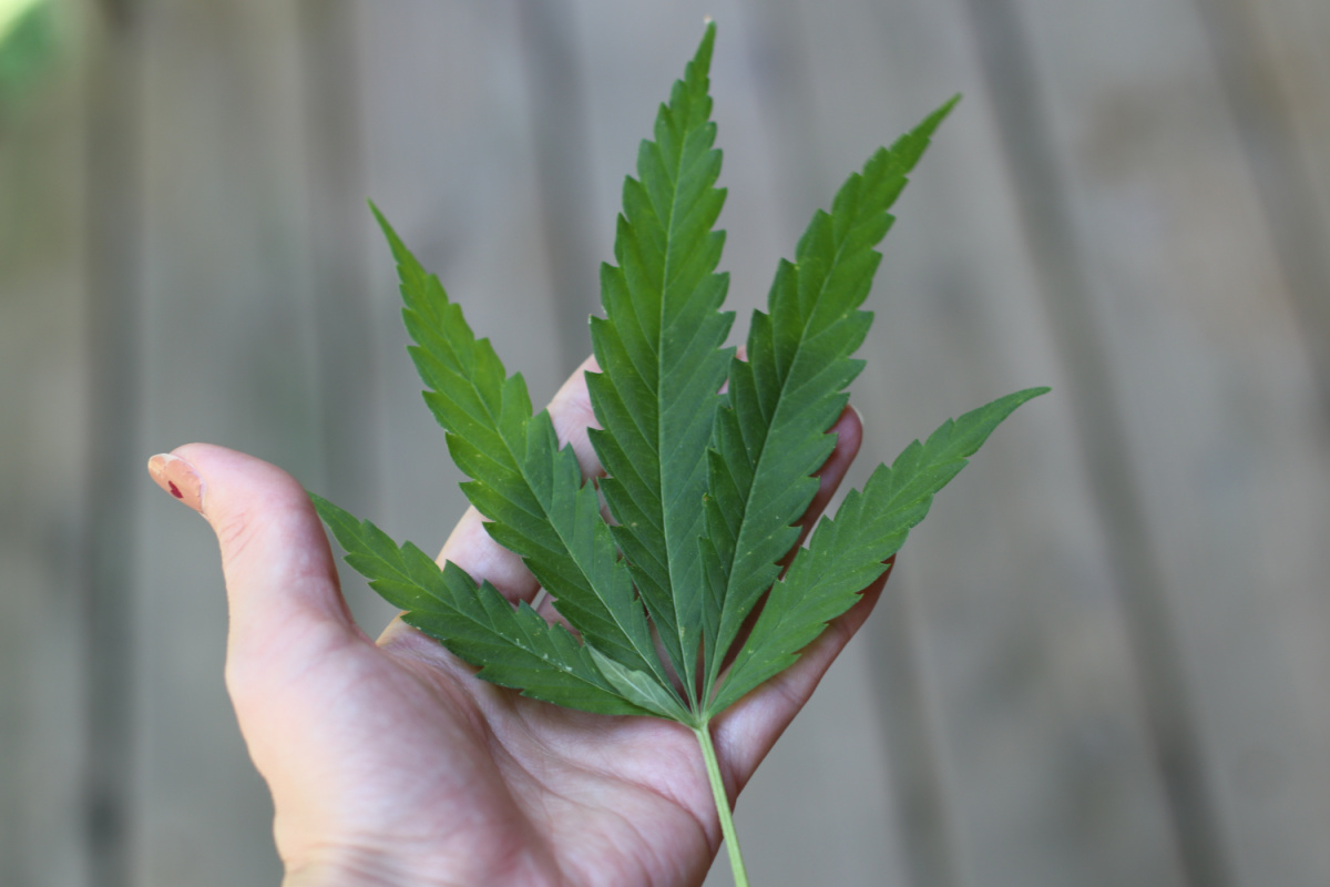 hand holding cannabis leaf