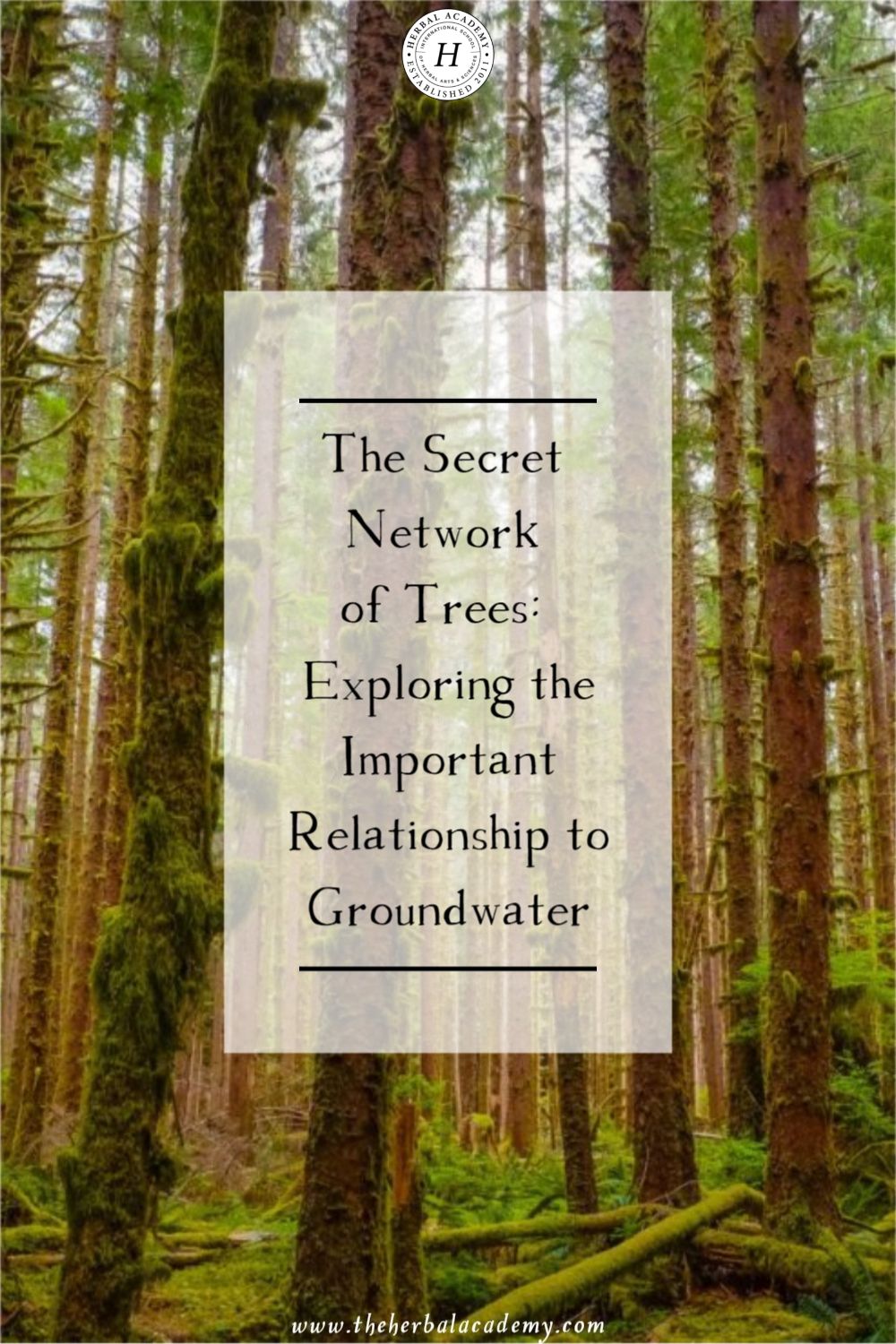 The Secret Network of Trees: Exploring the Important Relationship to Groundwater | Herbal Academy | Learn why forests are important for the groundwater in this excerpt from the book, The Secret Wisdom of Nature written by Peter Wohlleben.