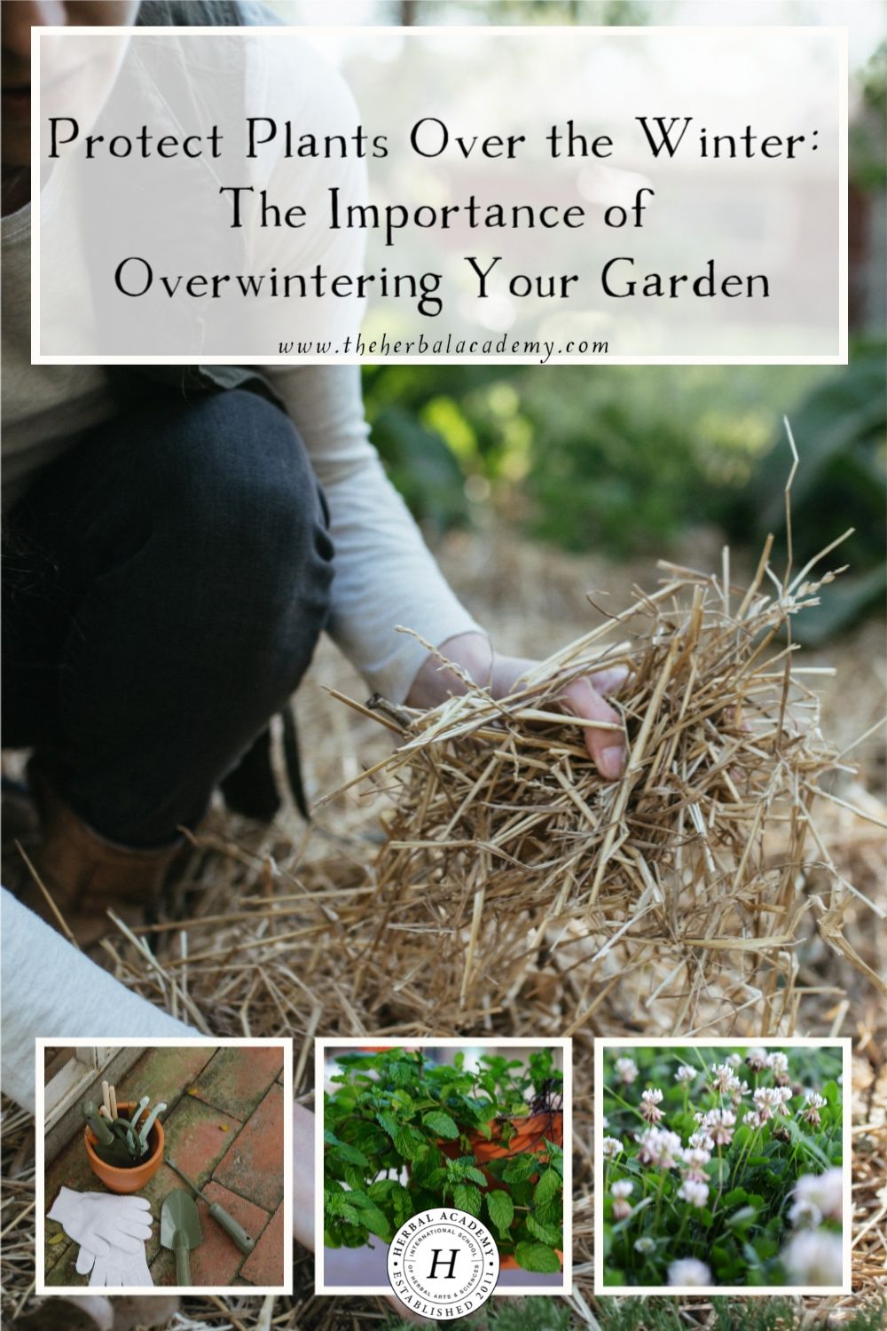 Protect Plants Over the Winter: The Importance of Overwintering Your Garden | Herbal Academy | Using overwintering strategies to prepare your garden for the winter will go a long way in protecting your plants and garden soil.
