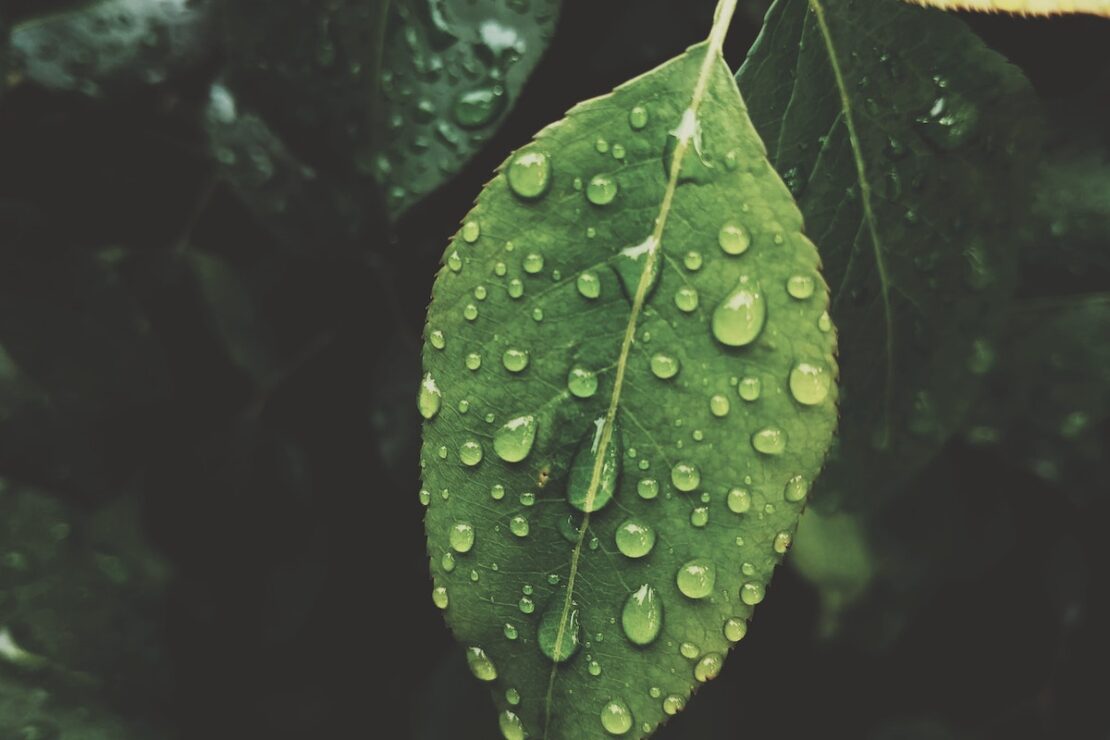 The Secret Network of Trees Exploring the Important Relationship to