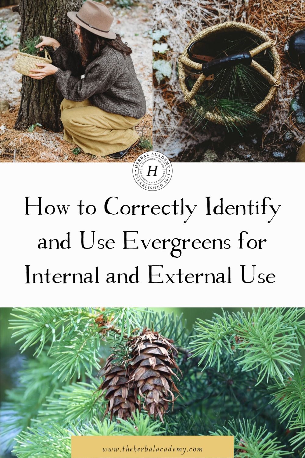 How to Correctly Identify and Use Evergreens for Internal and External Use | Herbal Academy | In this article, you’ll learn how to correctly identify four different evergreens and utilize the many gifts they can offer us.