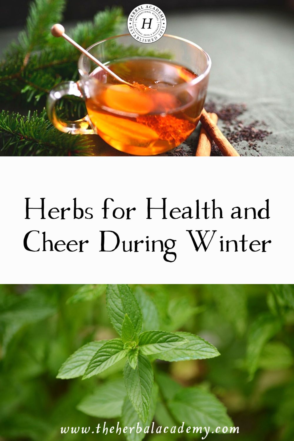 Herbs for Health and Cheer During Winter | Herbal Academy | We all want to have a cheerful and healthy winter. Let’s take a look at some herbs for health and cheer, especially during winter.
