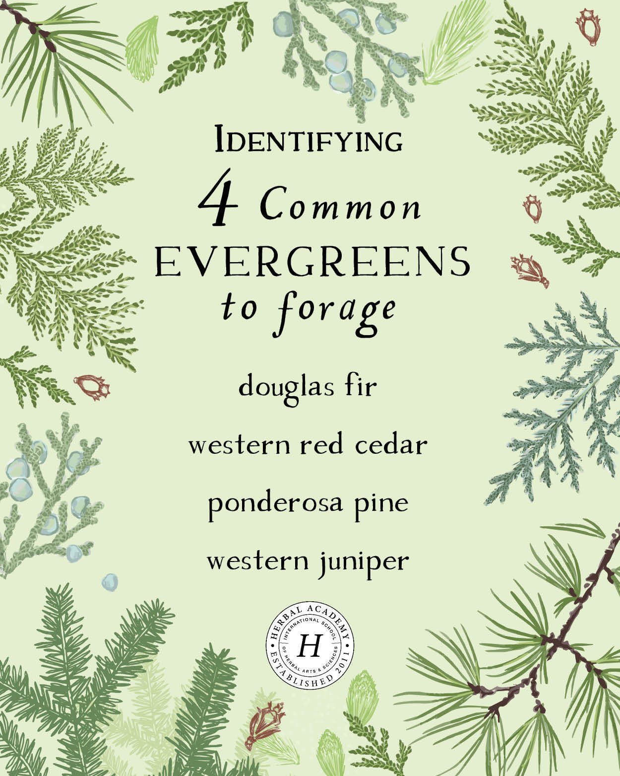 How to Correctly Identify and Use Evergreens for Internal and External Use | Herbal Academy | In this article, you’ll learn how to correctly identify four different evergreens and utilize the many gifts they can offer us.