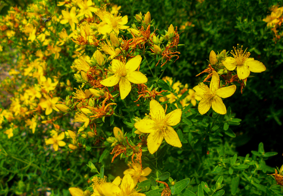 St. John's wort flowers growing outside