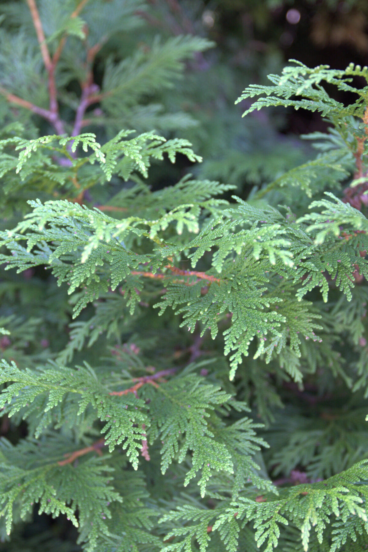 western redcedar closeup