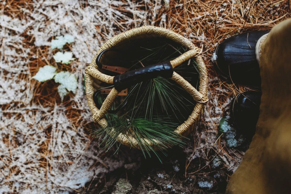 Harvest And Forage Archives – Herbal Academy