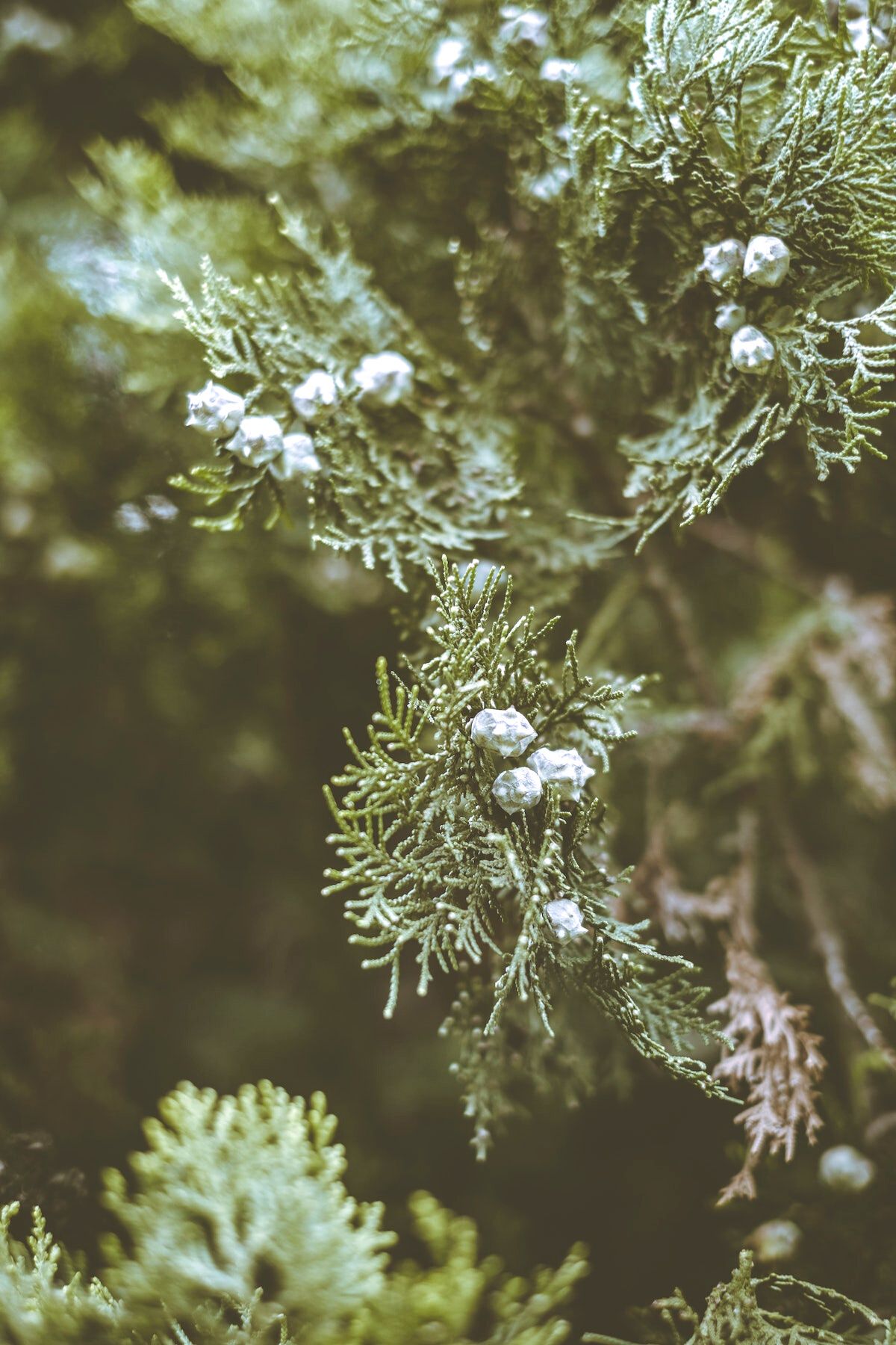 western juniper closeup