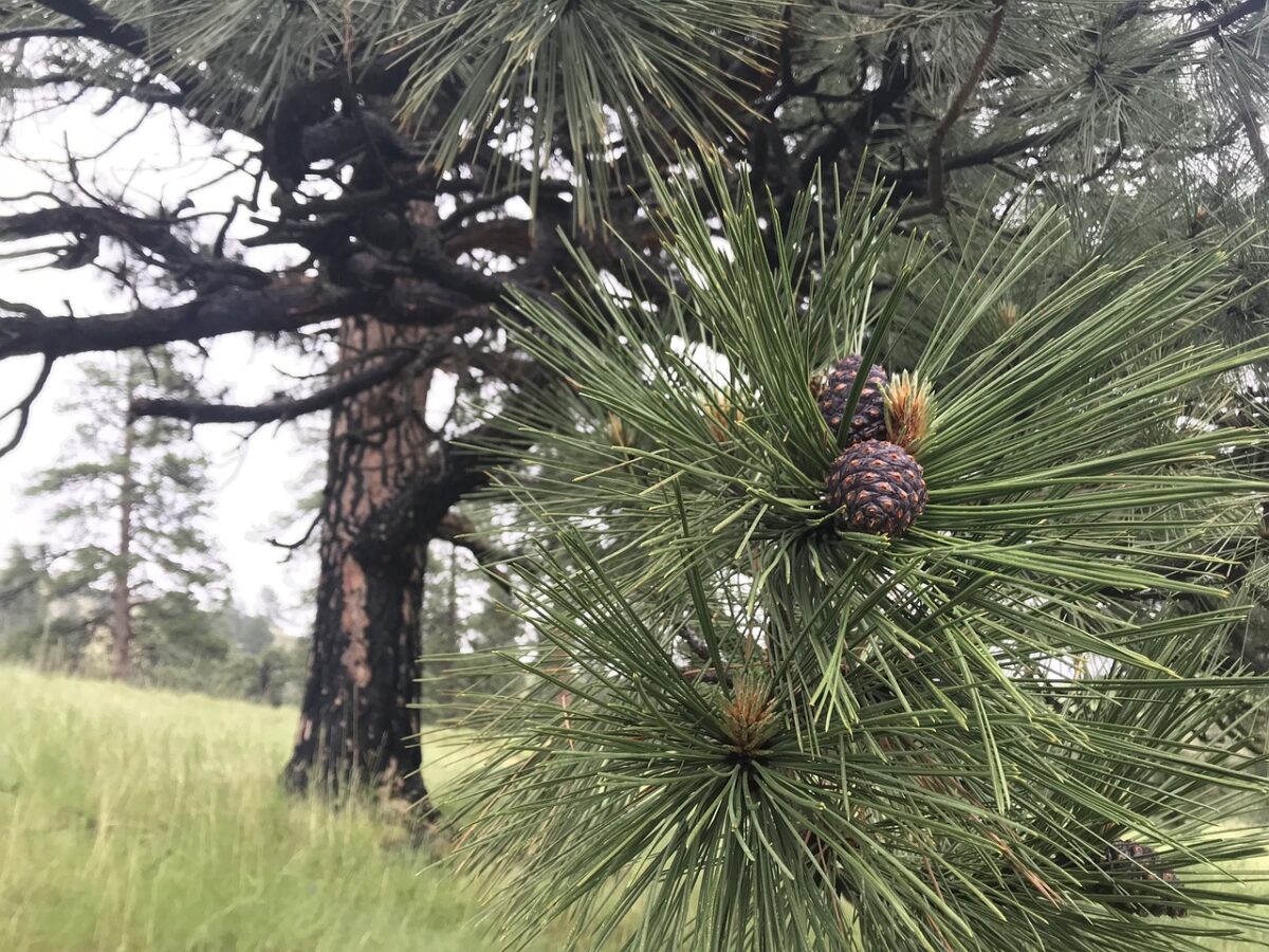 ponderosa pine closeup