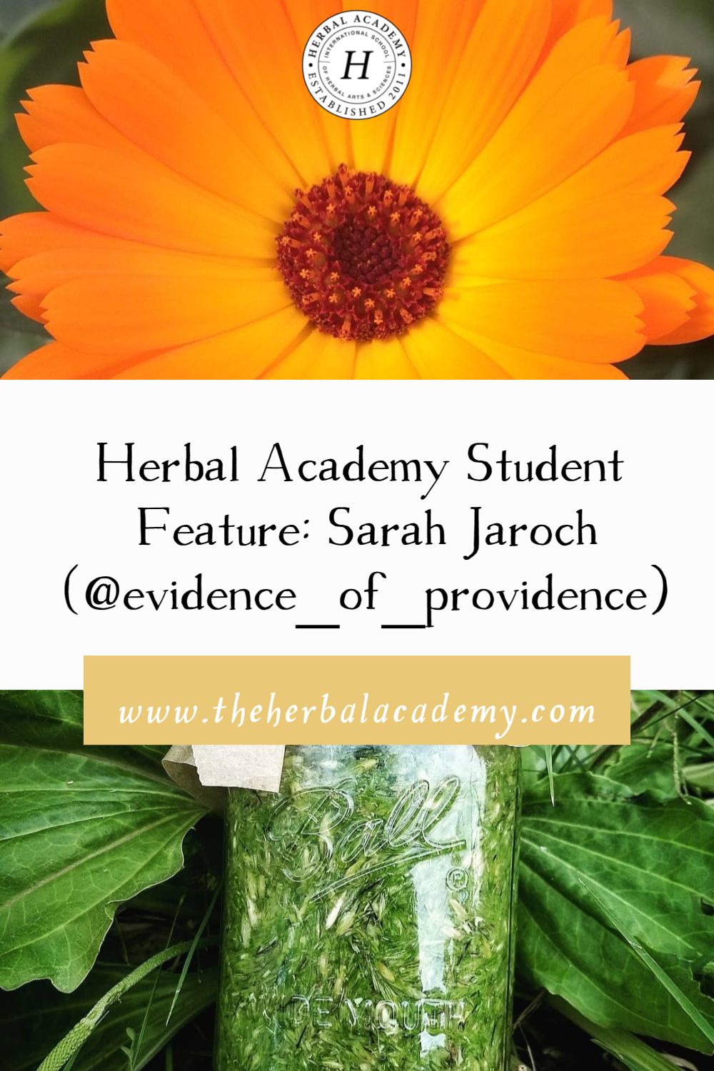 Herbal Academy Student Feature: Sarah Jaroch (@evidence_of_providence) | Herbal Academy | For this interview, we spoke with Sarah Jaroch, owner of Yarrow Creative Copy, where she works as a copywriter and marketer for herbalists.